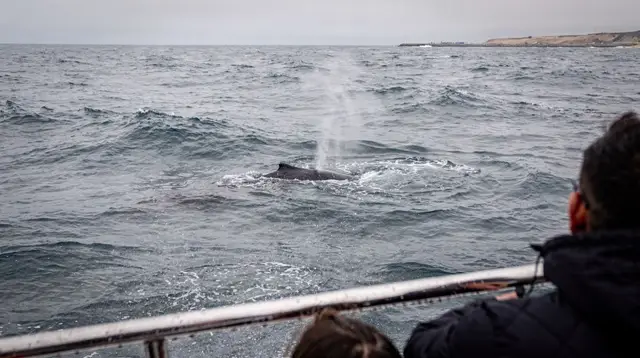 Whale watching