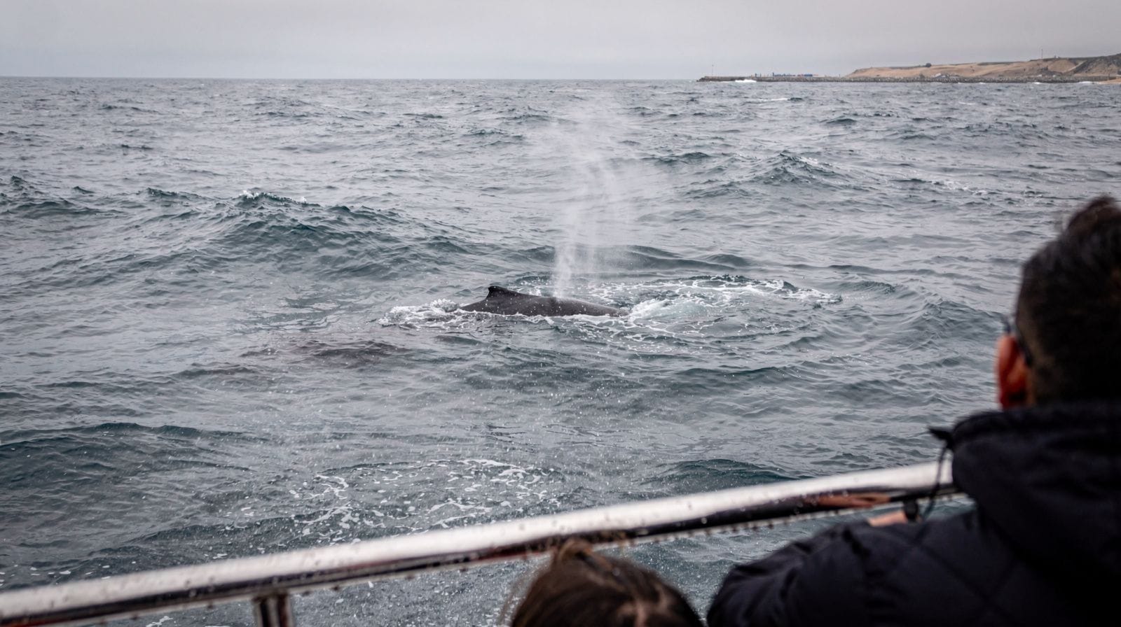 Whale Watching