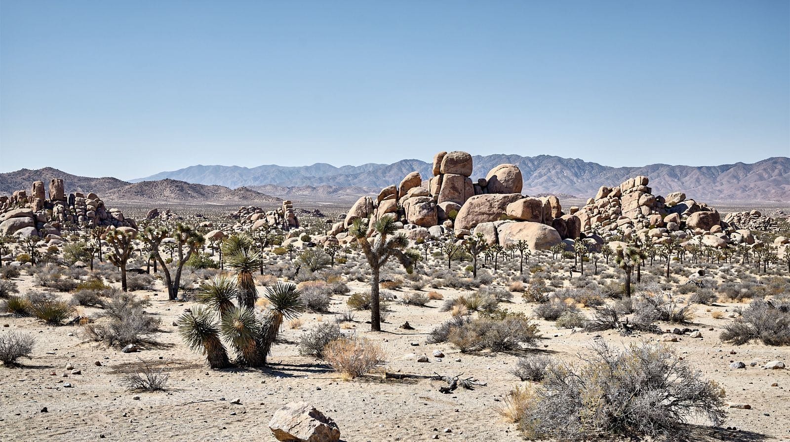 Joshua Tree National Park: Entrances, Roads and Guided Activities