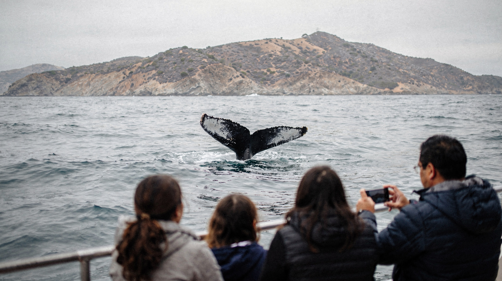 Catalina Island Whale Watching, Dolphins and Semi-Submarine Tours