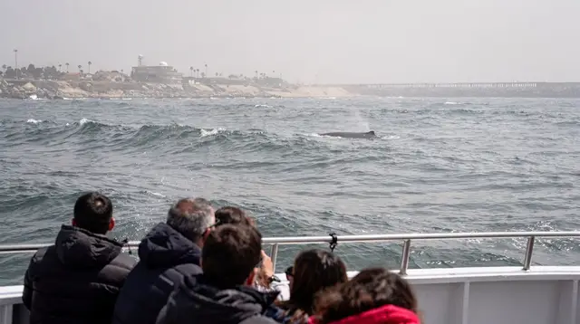 Dana Point Boat Cruises: Harbor Wine Cruises & Whale Watching