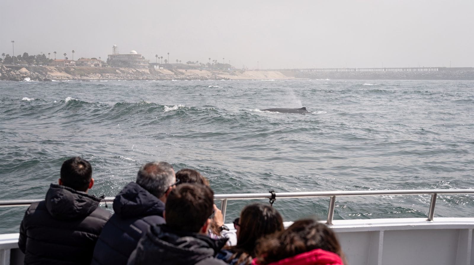 Dana Point Boat Cruises: Harbor Wine Cruises & Whale Watching