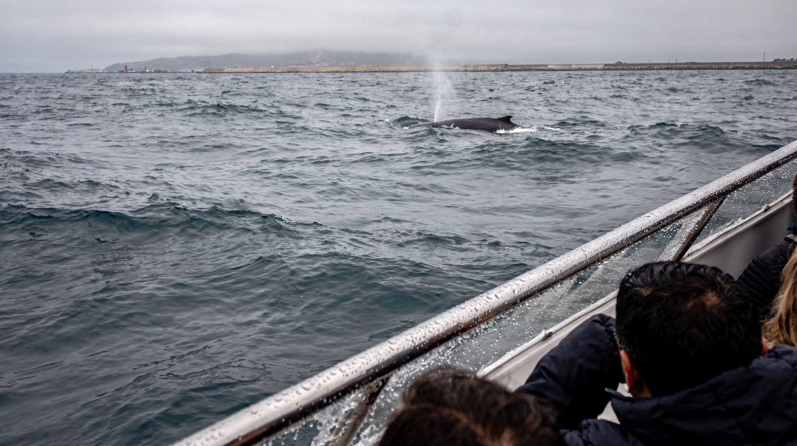 Whale and Dolphin Watching from Dana Point