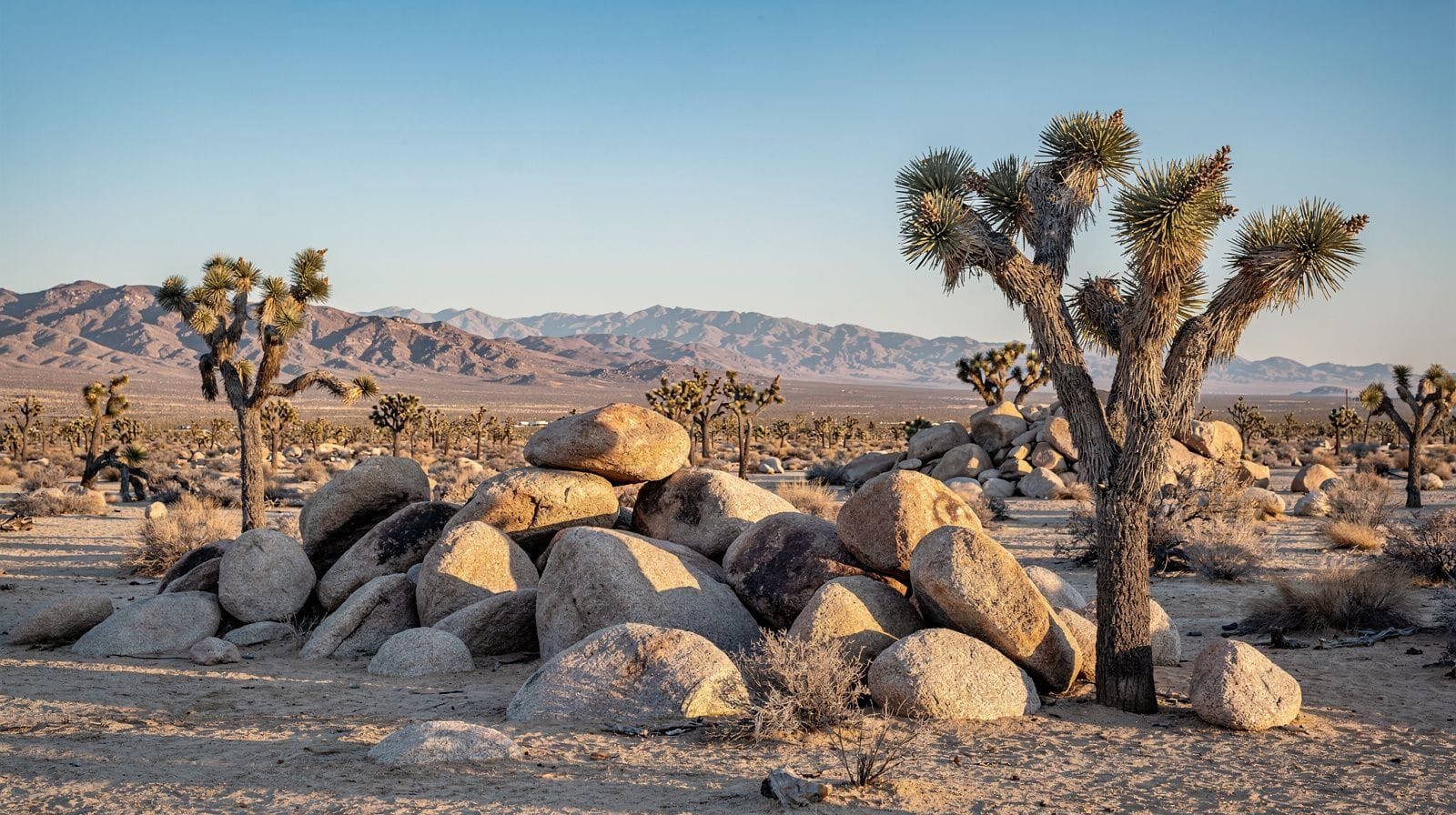 Joshua Tree National Park Desert Adventures: Climbing, Rappelling & Backcountry