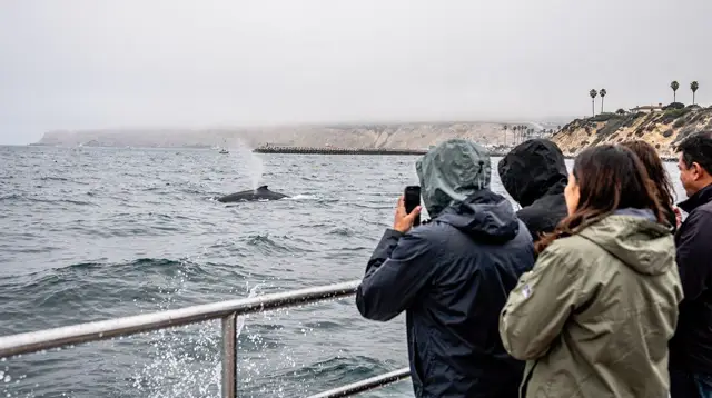 Whale Watching from Los Angeles: Marina del Rey, Long Beach & Redondo Beach