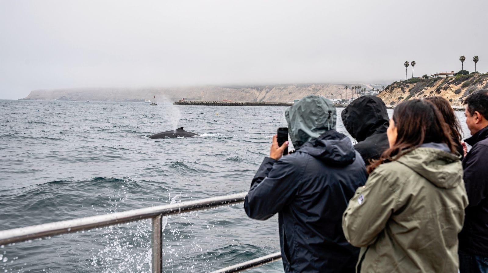 Whale Watching from Los Angeles: Marina del Rey, Long Beach & Redondo Beach