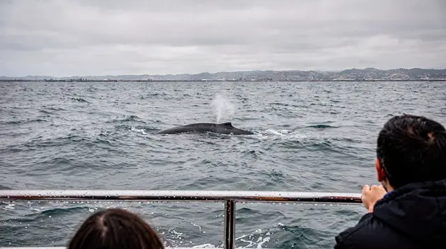 Whale Watching from Newport Beach: What to Actually Expect