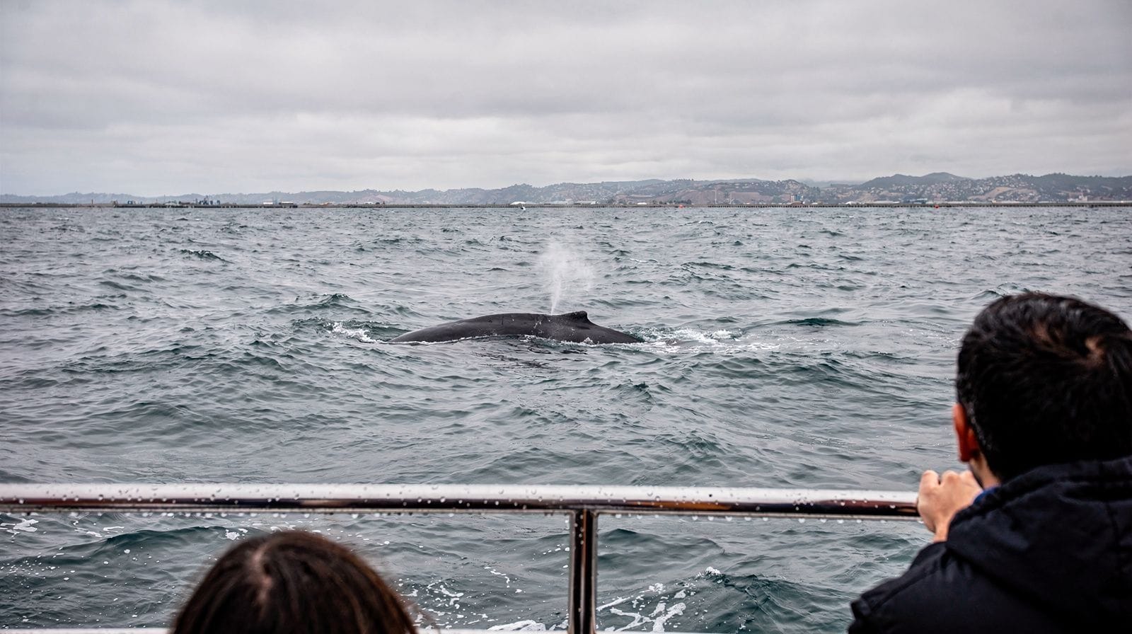 Whale Watching from Newport Beach: What to Actually Expect