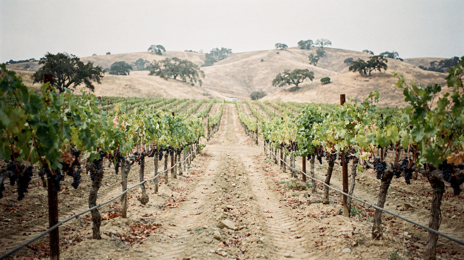 Temecula Wine Country Sightseeing Tours from Los Angeles